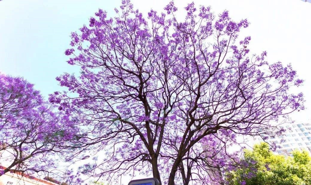 昆明蓝花楹最佳观赏期,颜值爆表昆明十大蓝花楹打卡指南