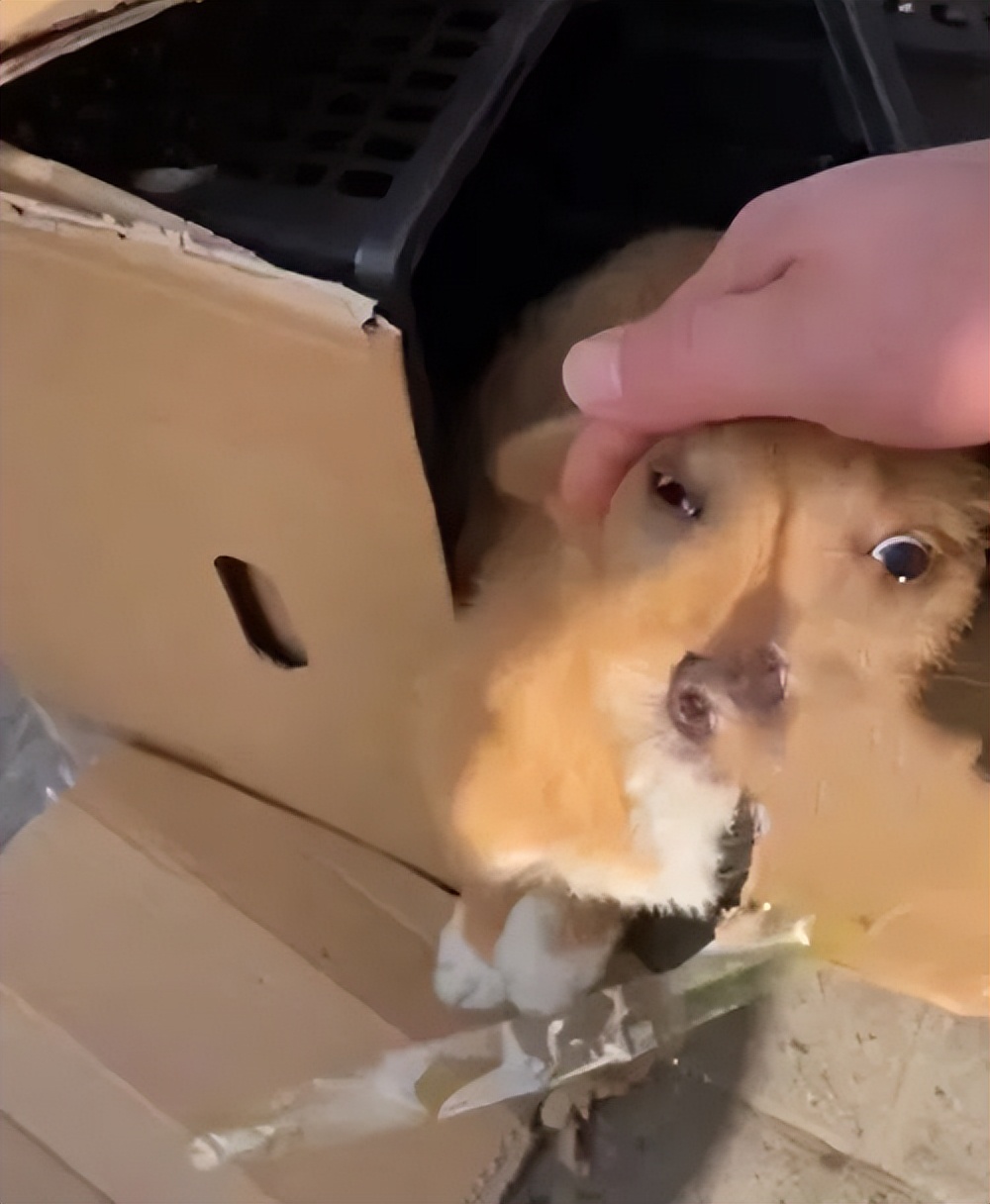 网购的拉布拉多靠谱吗,网购200拉布拉多靠谱吗