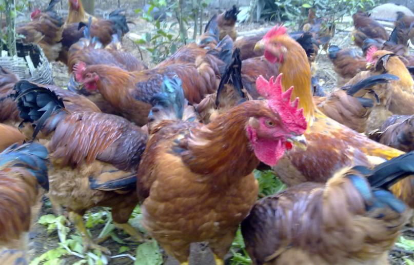 养鸡张口喘吃什么药,养鸡咯咯叫怎么用药