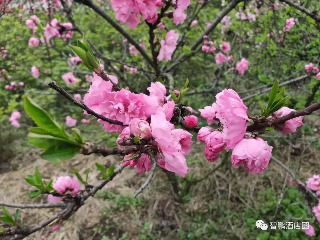 【线下游学】武汉开元大酒店，美团5.0分，到底如何做到的？