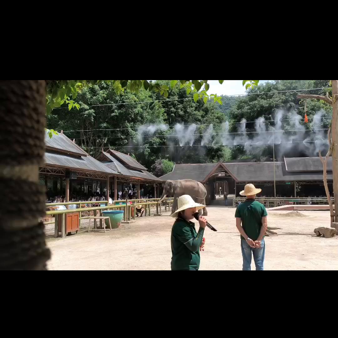 野象谷热带雨林景区,野象谷热带雨林景区表演时间