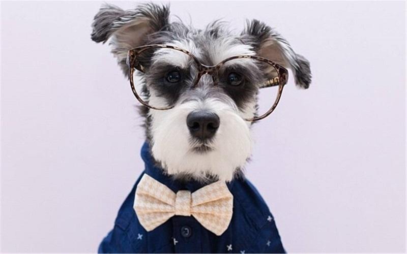 带你了解狗狗的个性养狗前必看,养狗首选这3种狗既便宜又好养