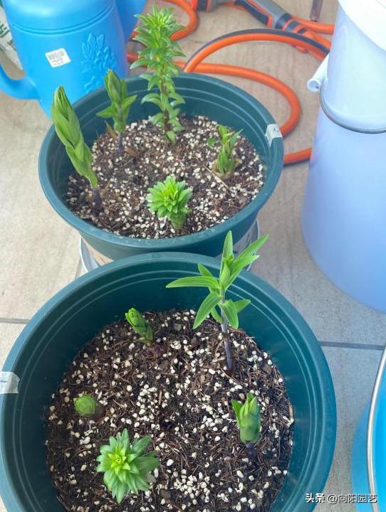 盆栽的百合花怎么养才多开花,庭院种百合花应注意些什么