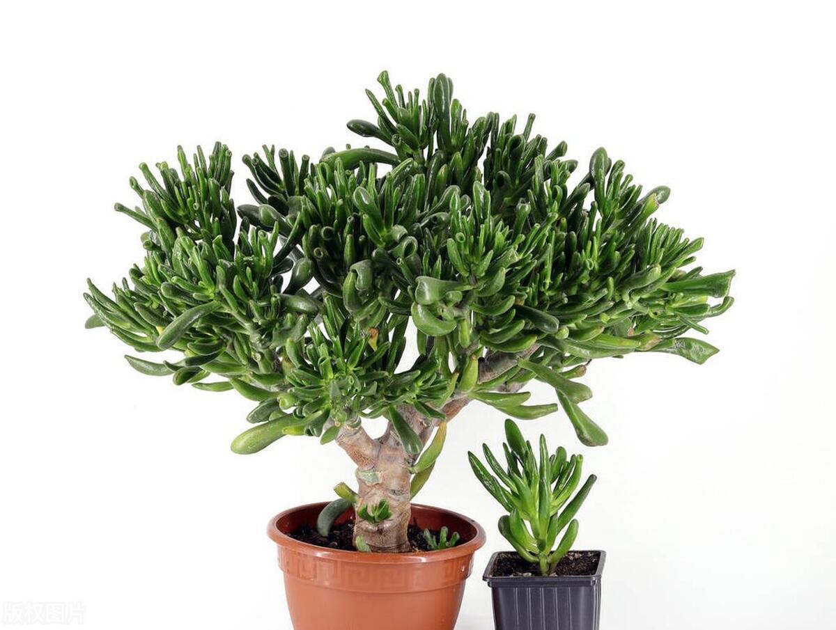 摇钱树烂根了可以剪掉了吗,摇钱树怎么浇水不会烂根