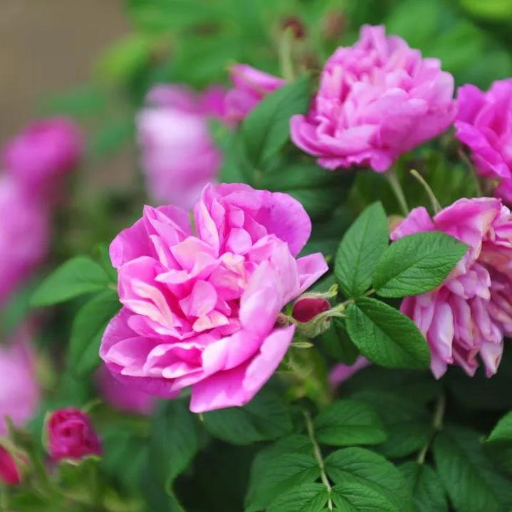 济南旅游公交专线有哪些 (济南近郊公交直达的游玩场所)