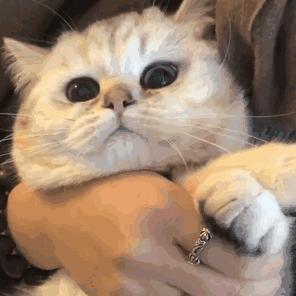 猫咪感染球虫没有食欲,猫咪感染寄生虫了再驱虫有效吗