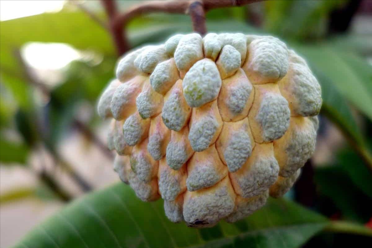 台湾凤梨释迦果滞销,高端水果释迦果