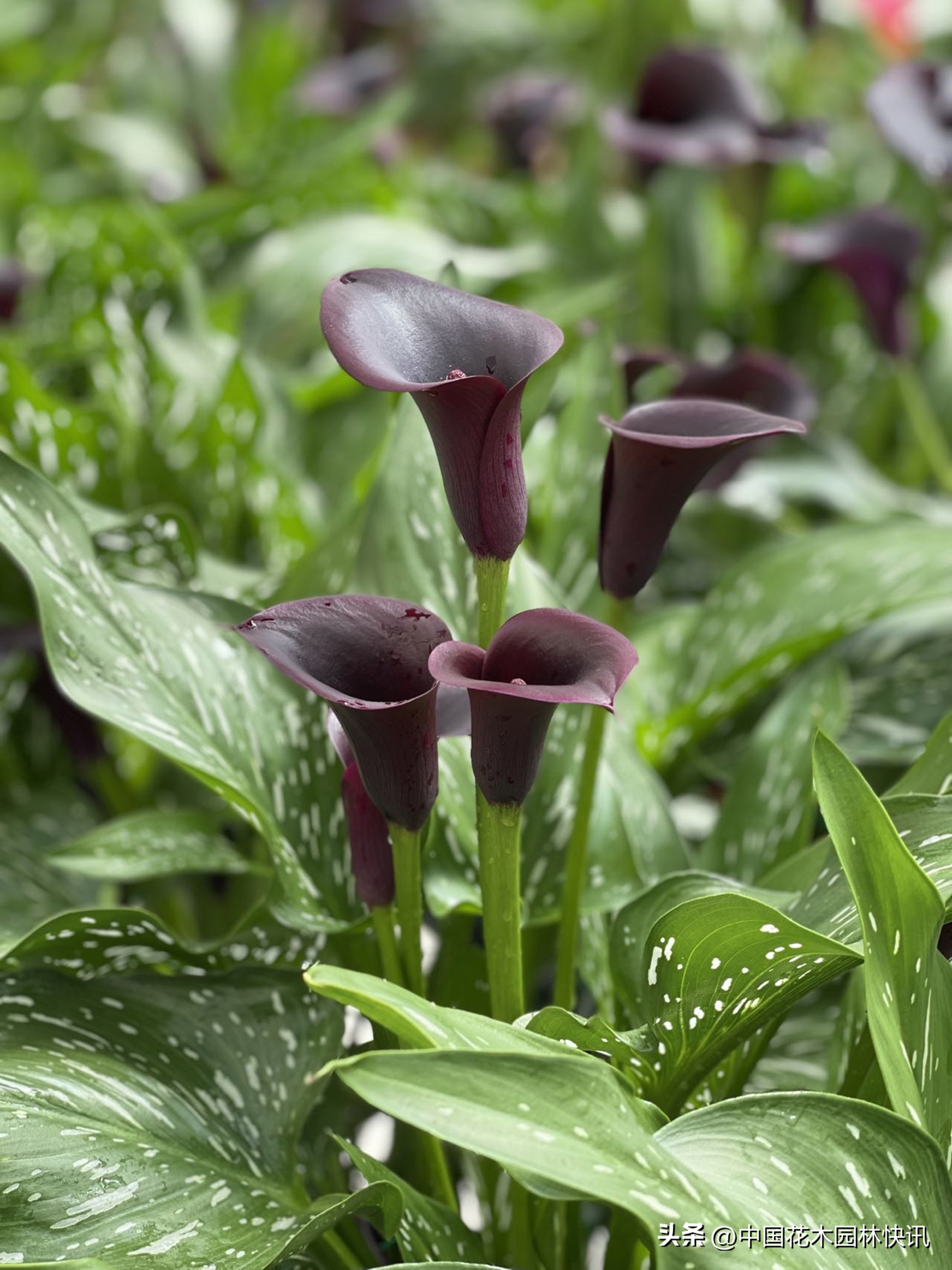 云南丽江彩马切花实现量产国庆婚礼高峰拉升市场销量