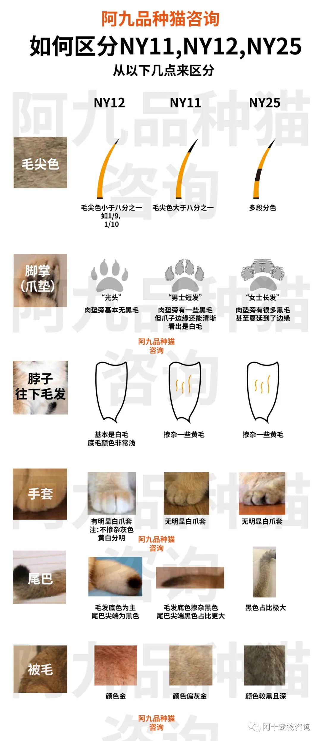 英国短毛猫蓝金渐层特征,英国短毛猫金渐层十一色