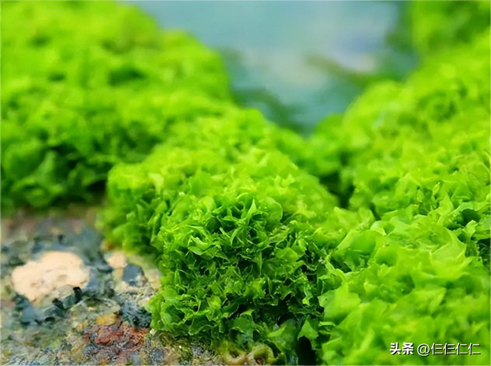 天然面膜*局骗**，会长“草”的海藻面膜，这算不算是虚假宣传？