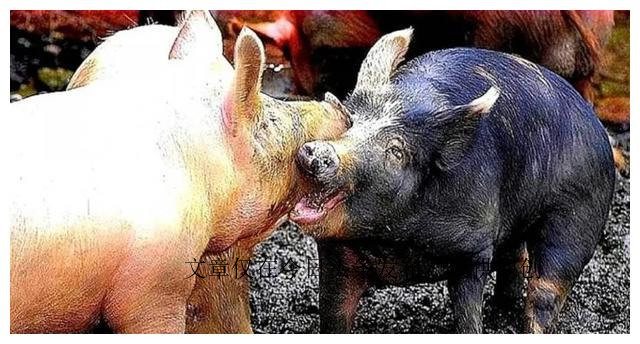 为什么老虎不吃猪肉是有原因的,老虎为啥不喂猪肉