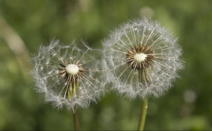 春天到了你挖野菜了吗,今年春天你吃野菜吗