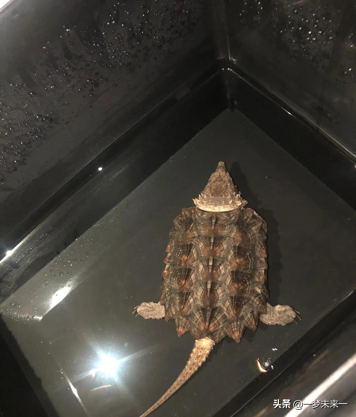 大鳄龟放阳台养还是客厅好,家养鳄龟缸怎么布置