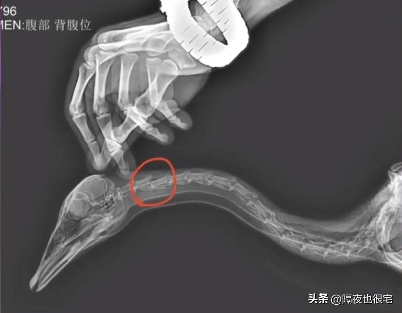 网红大雁被踢中要害去世,网红大雁被踢中要害死亡