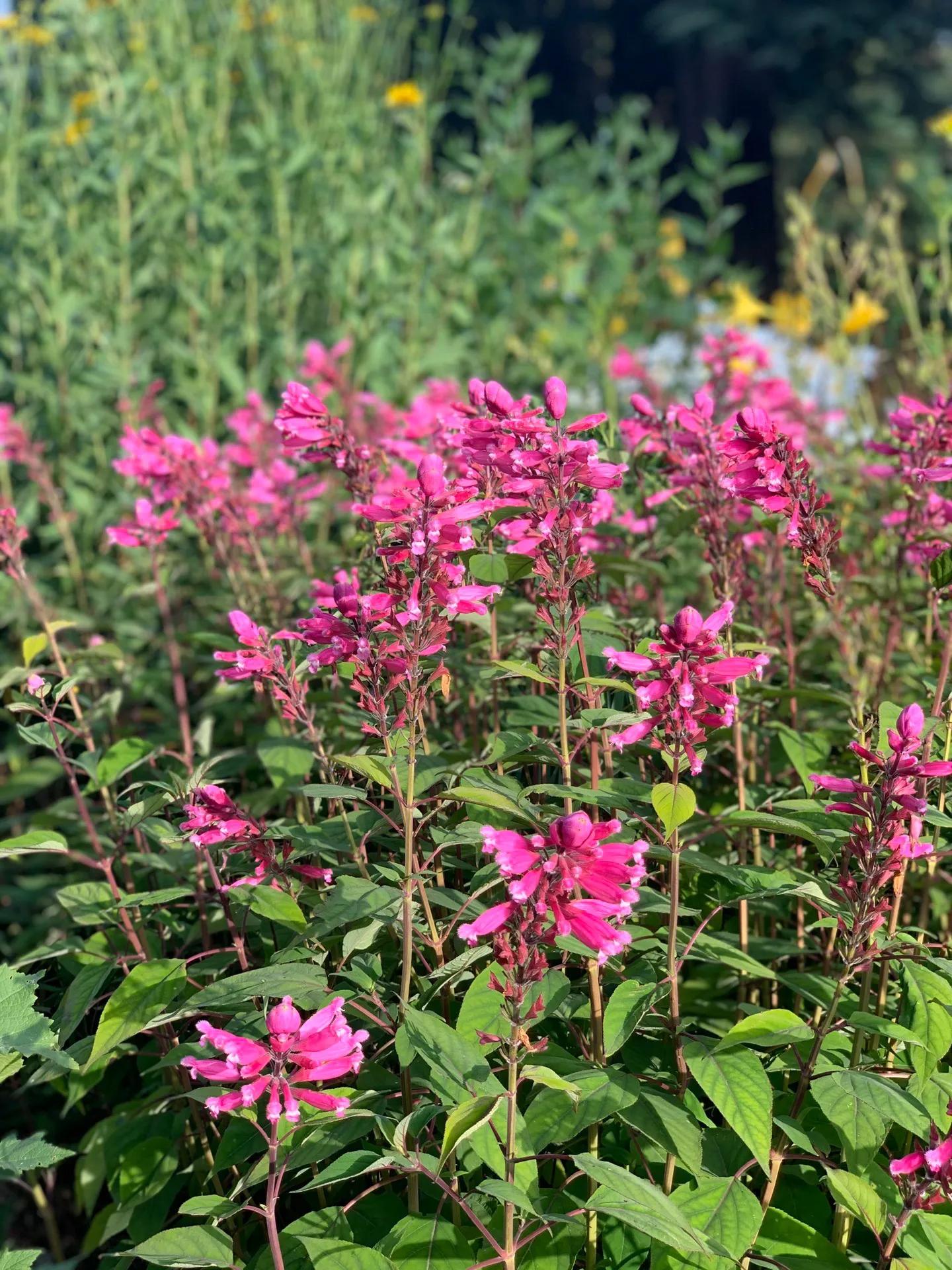 新西兰南岛自驾地图,新西兰南岛免费自驾游