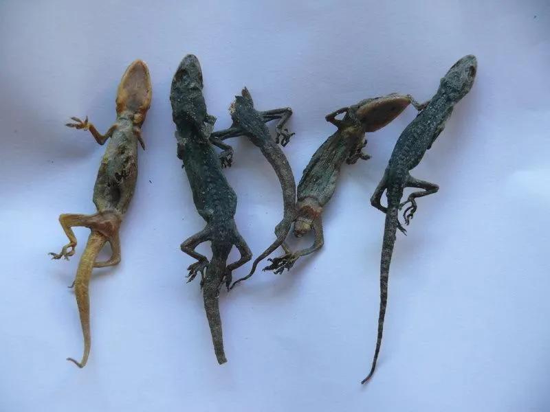 壁虎为什么会被称为五毒,壁虎为什么被称为五毒之一