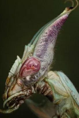 螳螂吃掉自己丈夫的头,螳螂为什么吃掉配偶螳螂吃蛇