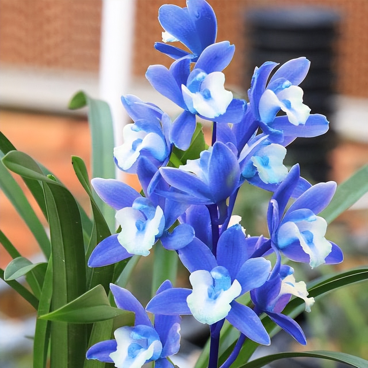 最好养的兰花四季兰品种,哪种兰开花又香又好看