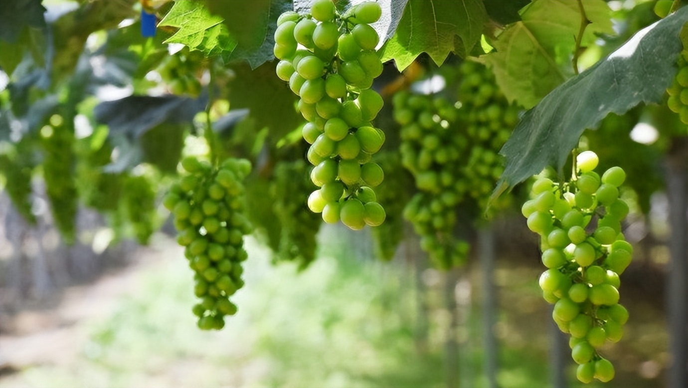 种植阳光玫瑰一年利润多少,阳光玫瑰40亩卖700多万