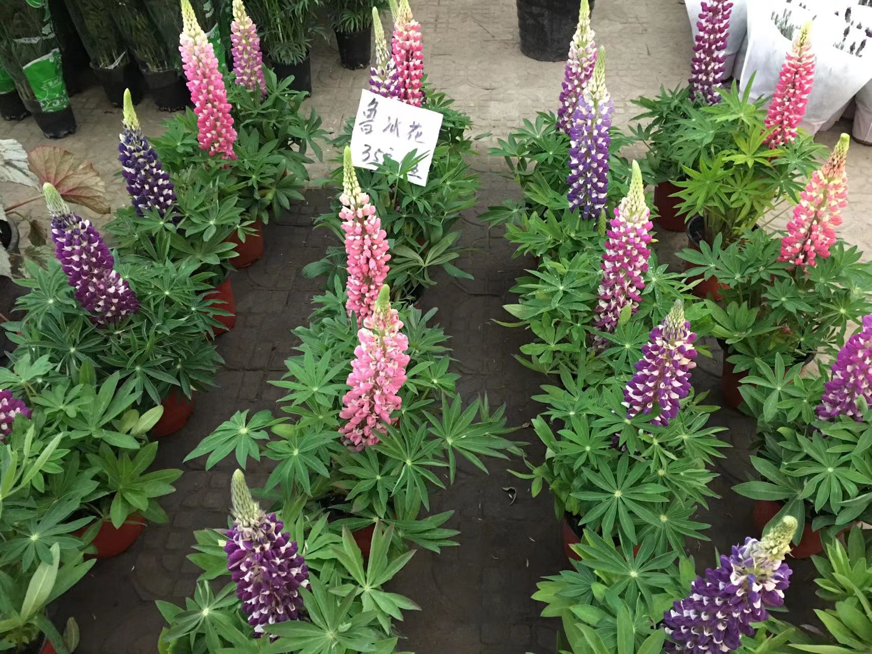 成都春天花卉市场哪里最便宜,成都温江区最便宜的花卉市场