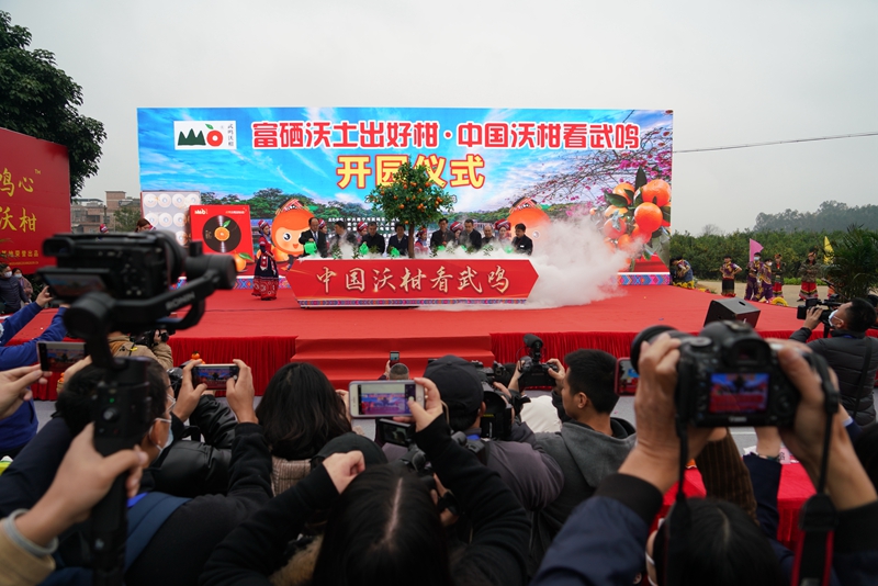 乡村振兴武鸣沃柑,第一书记带动了武鸣沃柑