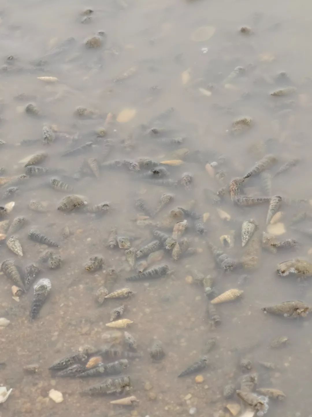 北海市港鹏公园印象二手房,广西北海印象物业公司