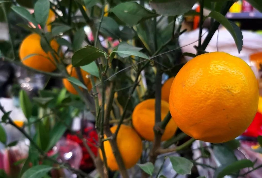 东城过大年|春节临近年味浓，东城年货市场供销两旺