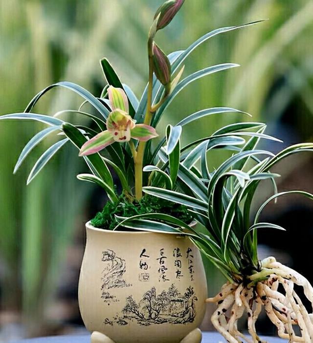 帝王妃金边矮种兰花带花苞,金边兰花帝王妃几月开花