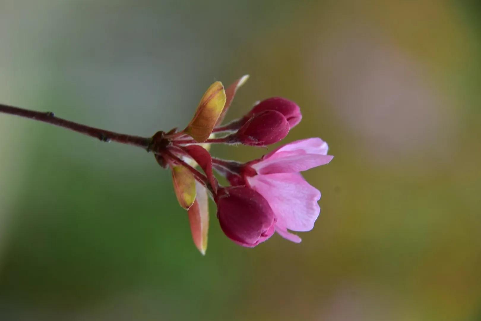 梨花飞情人泪广场舞完整版,梨花飞情人泪二胡独奏