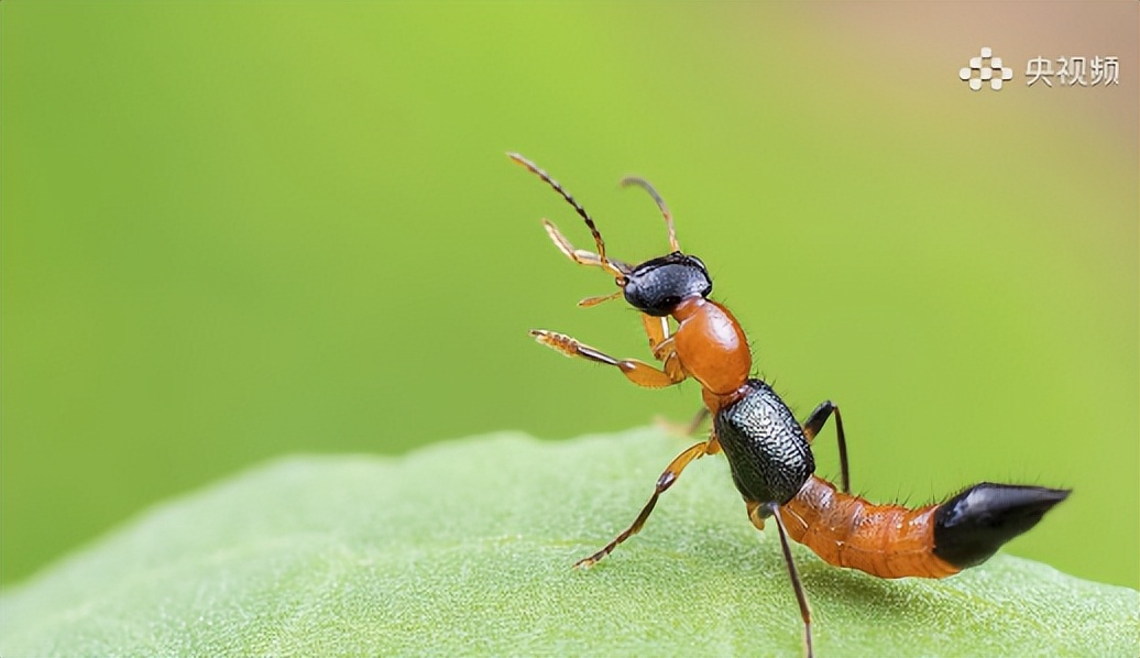 千万不要用手拍的几种虫子,碰到这些虫子千万不要去碰