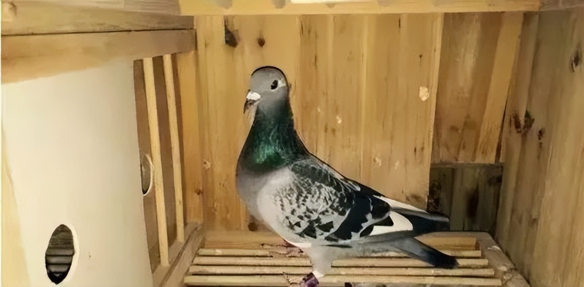 赛鸽常见的疾病,赛鸽常见疾病图片大全