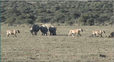 老虎和狮子晚年,狮子和老虎成年期一样吗