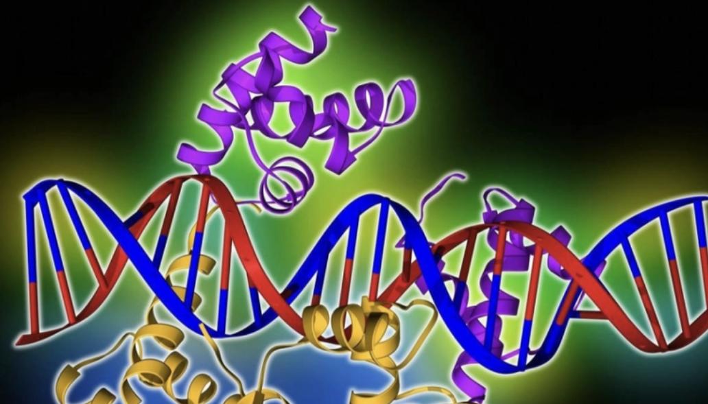日本人兽杂交实验被允许，这是否违背伦理常纲？是创新还是灾难？