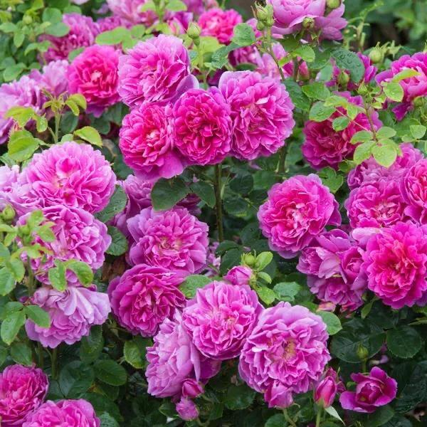 月季安妮公主怎么养,美人丽芙法式优雅月季