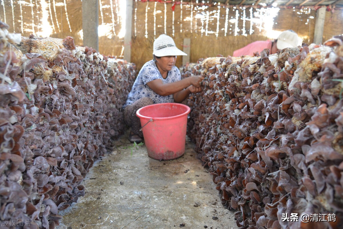 木耳病害图片及治疗方法,黑木耳烂耳怎样防治
