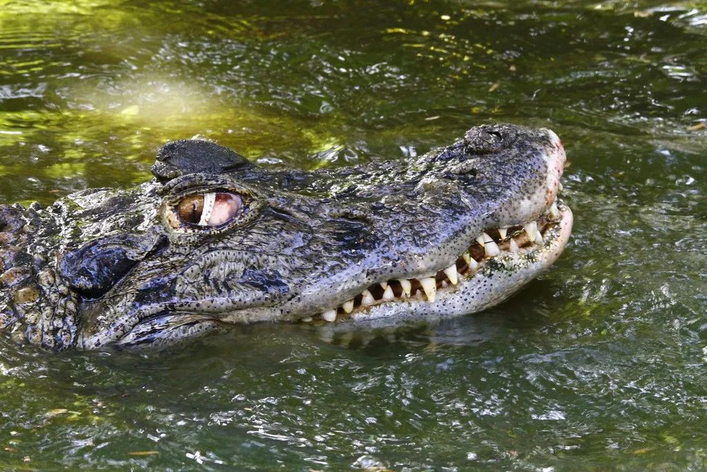鳄鱼一口咬掉一半,鳄鱼被同类咬掉下颚