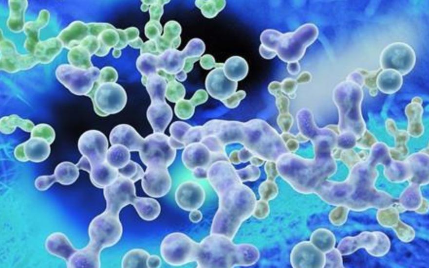 最可怕的朊病毒是什么,世界上最可怕的朊病毒