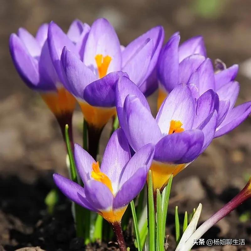 藏红花最便宜多少钱1公斤,藏红花贵不贵一般多少钱1g