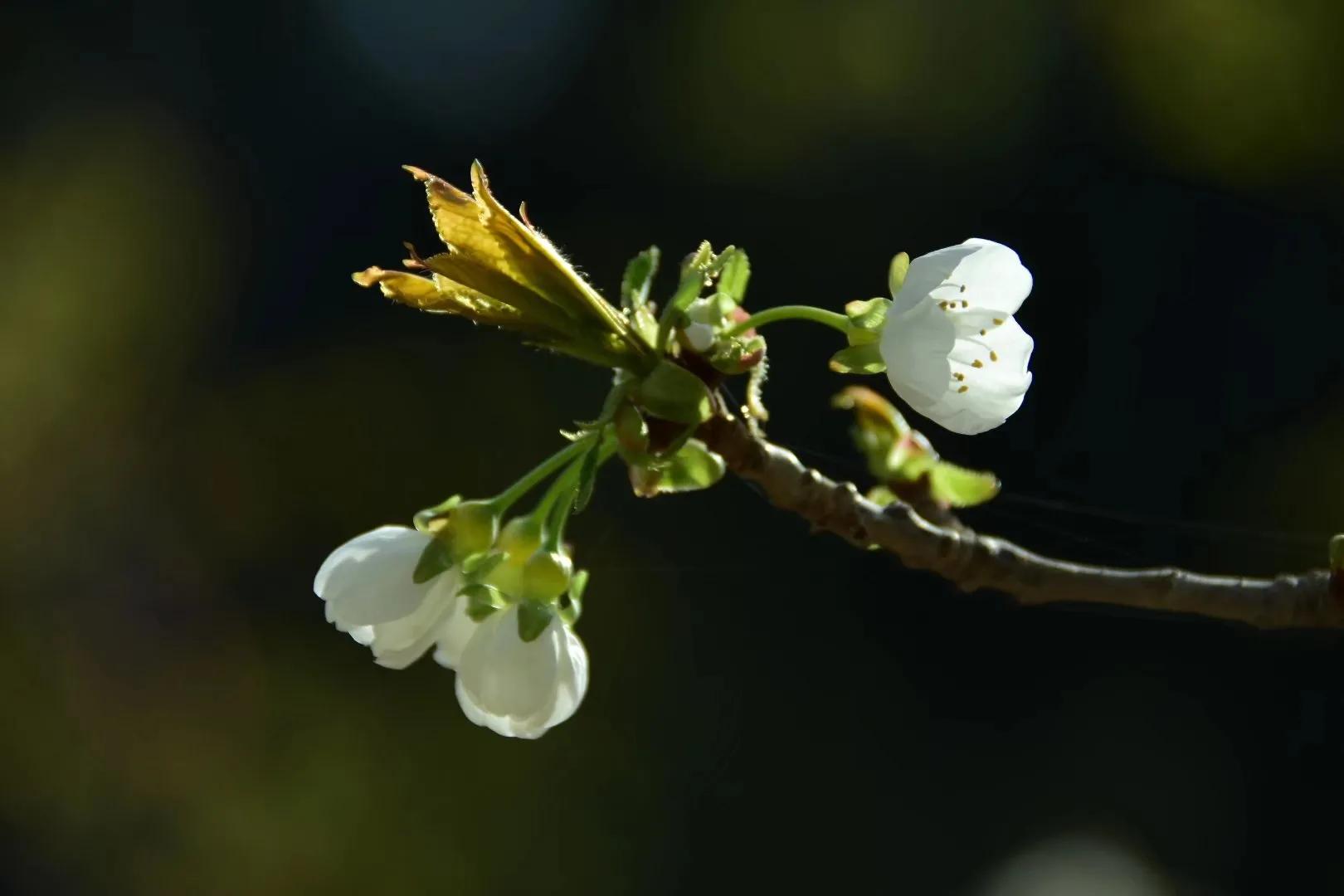梨花飞情人泪广场舞完整版,梨花飞情人泪二胡独奏