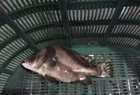 鱼类食材大全名称图片,鱼类菜谱大全100种