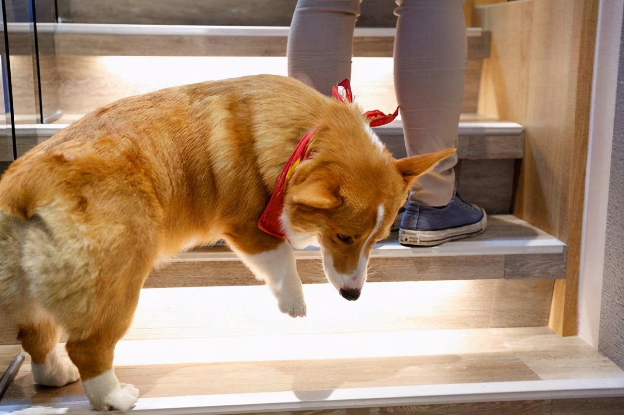 养柯基十大风险有哪些地方,养柯基十大好处和坏处