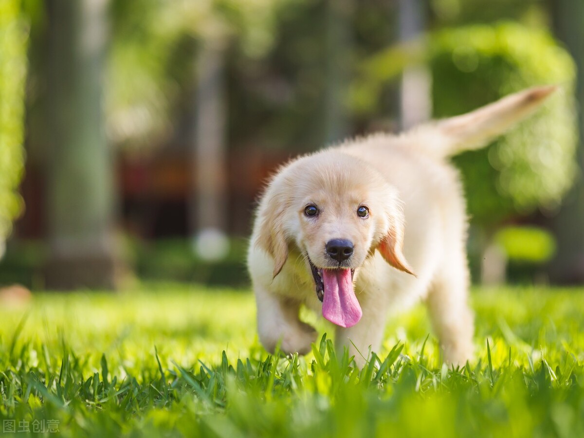金毛幼犬突然拉稀,金毛拉稀怎么回事