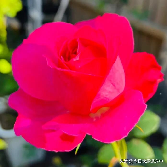 美醉了的月季花图片,各种颜色的月季花图片