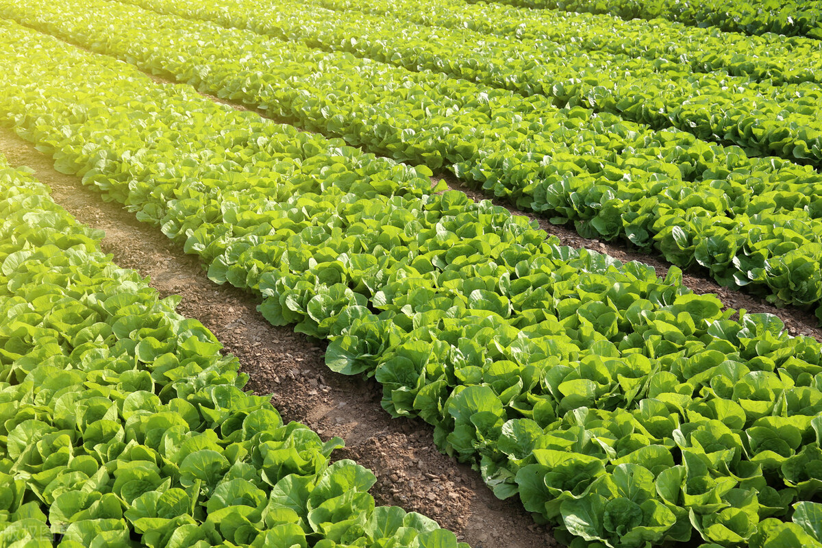 大白菜,脚踢“五菜”成珍馐,拳打“寒冬”饱大众,成就百菜之王