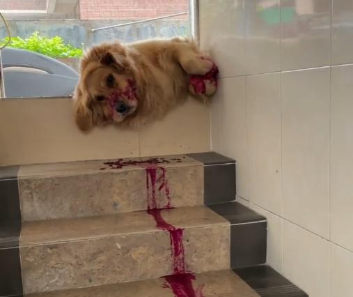 网红金毛coco到底是得了什么病,金毛coco离世原视频