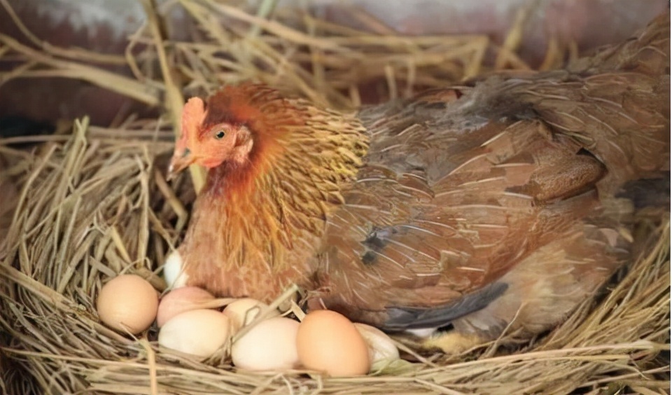 鸡的祖先是霸王龙？它为何每天都下蛋，细数鸡身上的“恐龙基因”