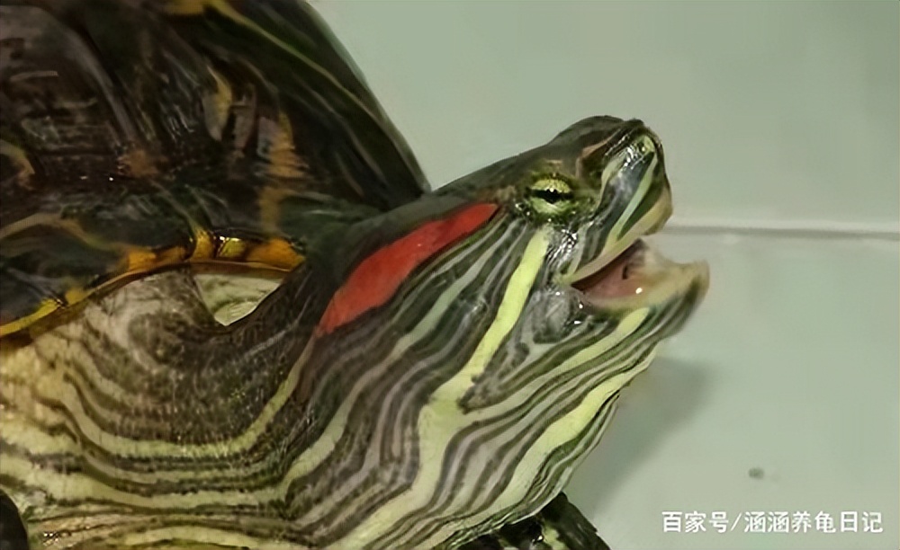 夏天来了，不要让你的爱龟出现下面的三种情况