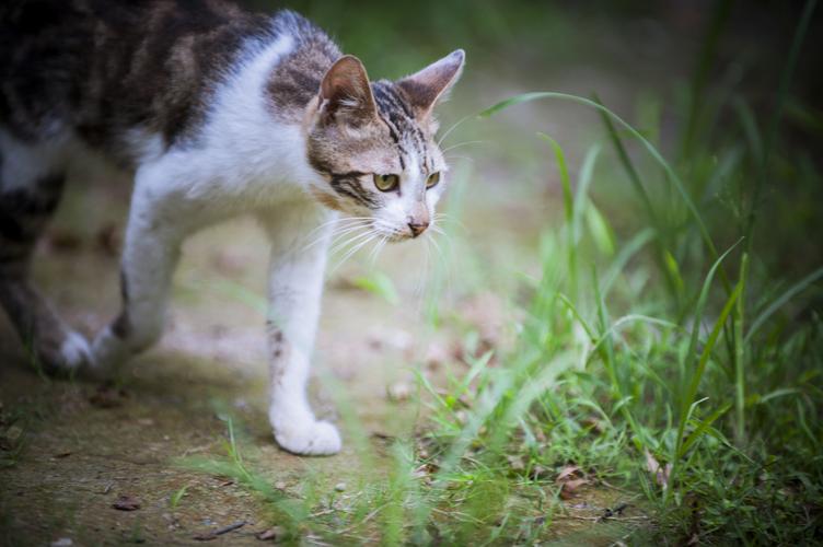 不管多生气也不要冷暴力,无论多生气也别打猫咪这几个部位