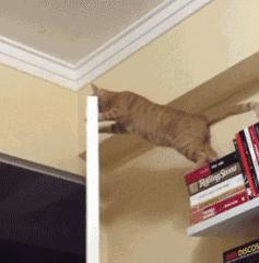 原来猫咪也有弱智的表现,猫咪很虚弱该怎么救活它