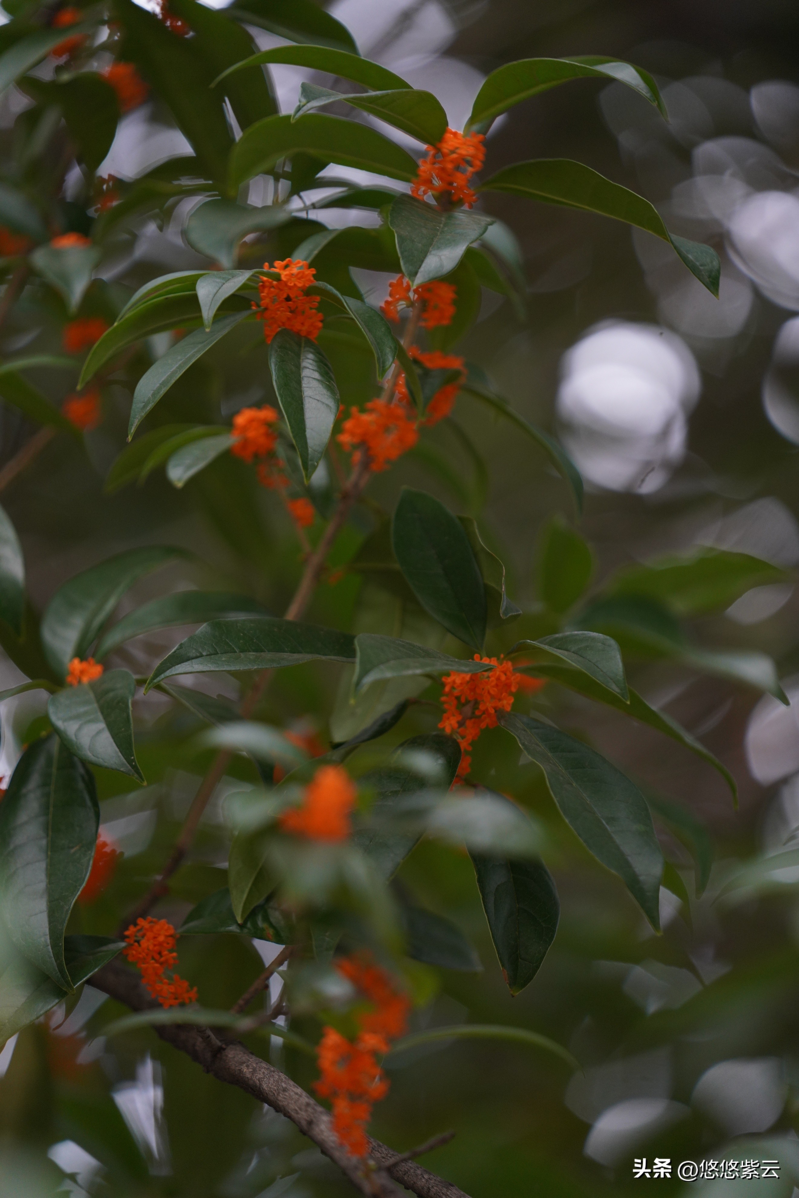 襄阳桂花,襄阳八月桂花遍地开
